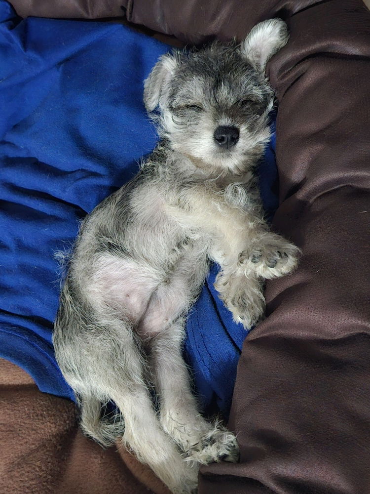 Schnauzer mini