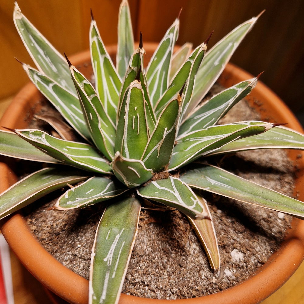Agave
