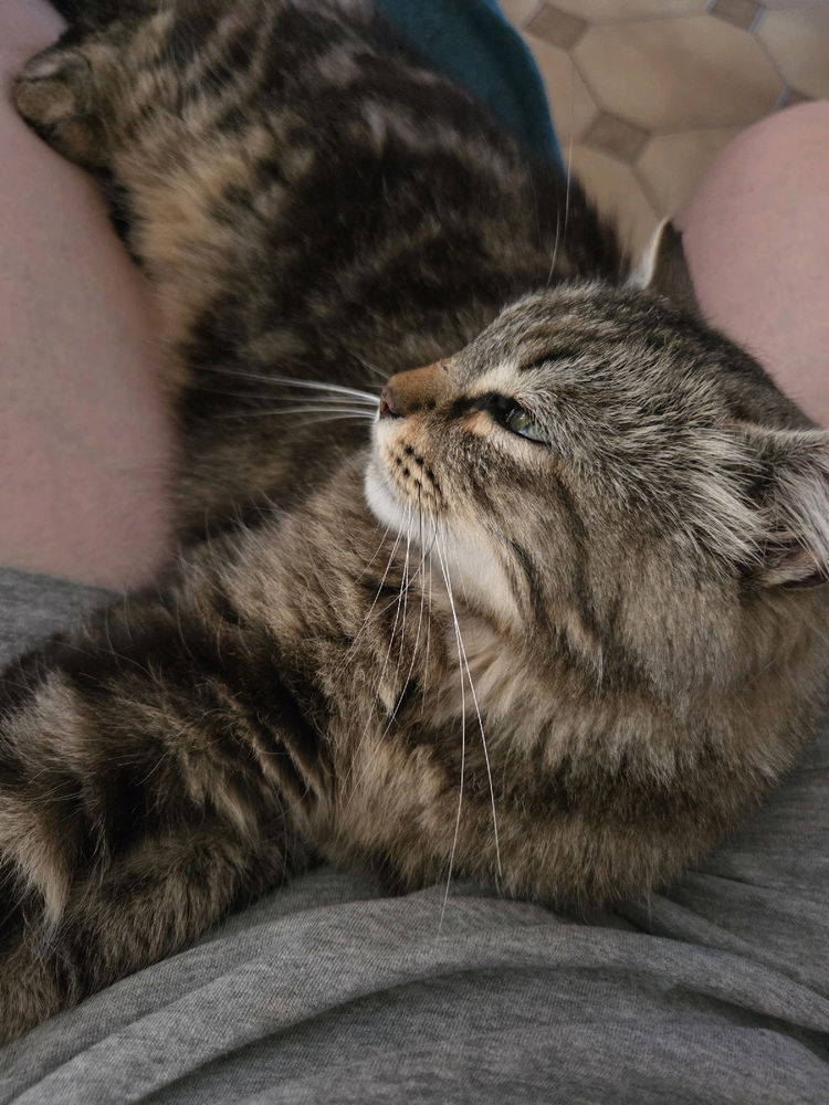 Tranquille