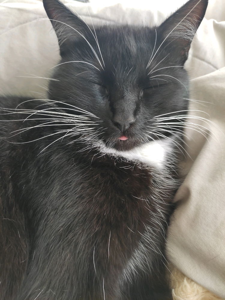 🐈‍⬛