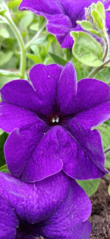 Just stunning 💜💐