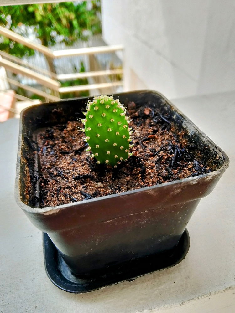 Nuevo bebé 🌵🥰