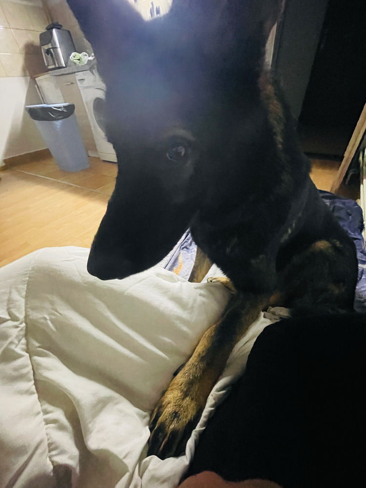 🐶