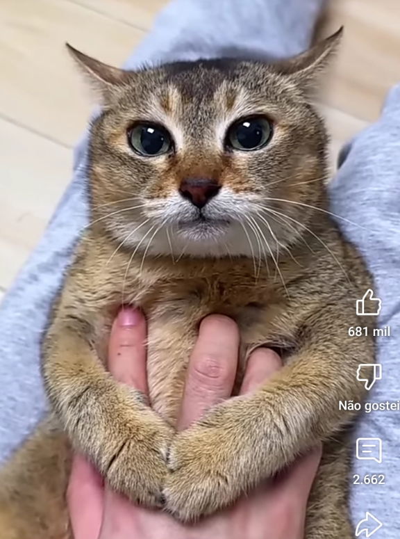 Stop! And let the cat admire your beauty