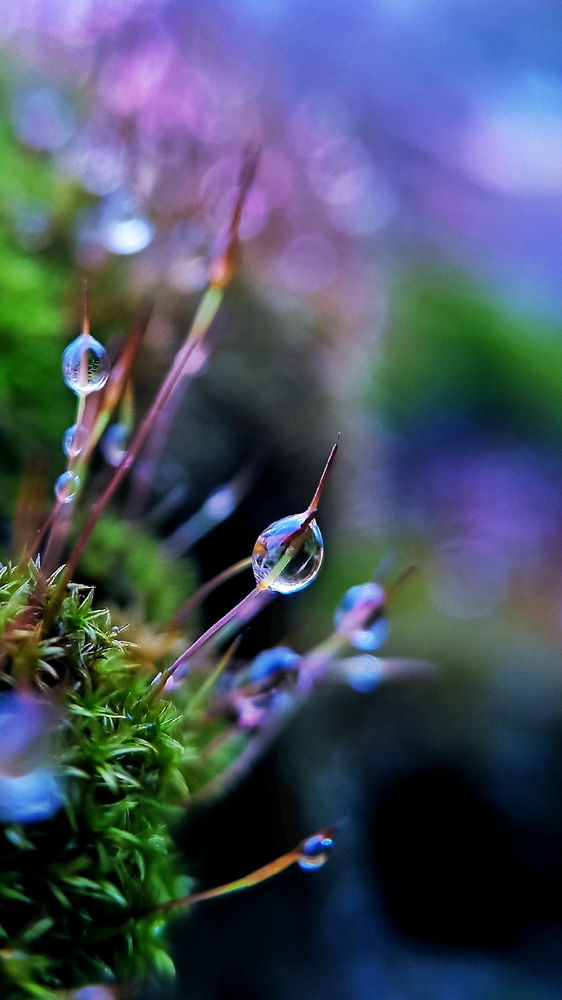 X4
Raindrops