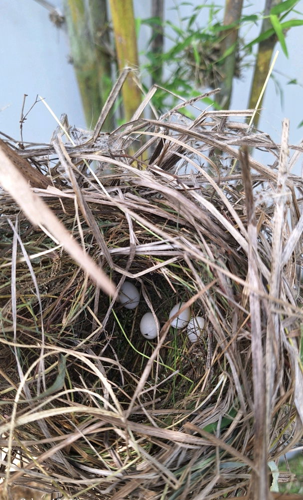 🙏🏻hope it hatch🐦