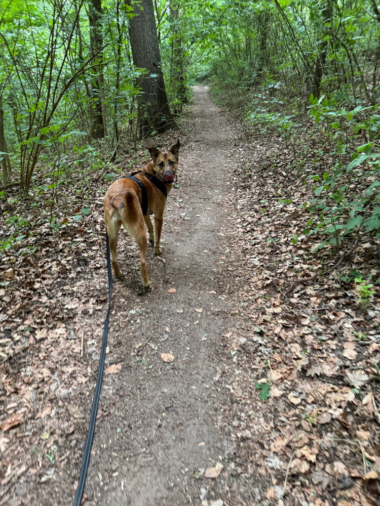 Vor ein paar Tagen waren wir früh morgens im Wald unterwegs ✨