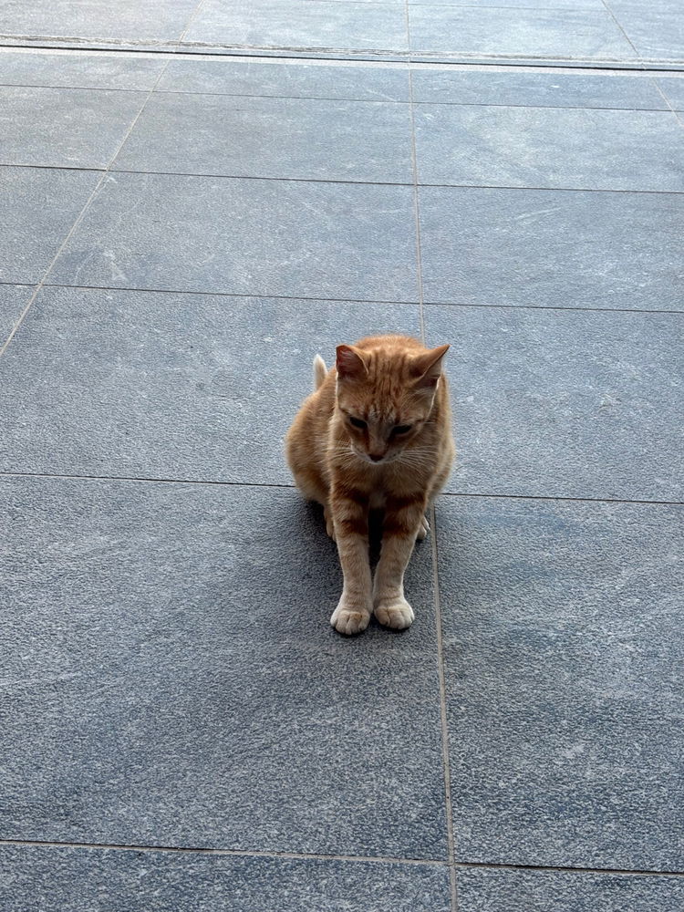 Stray cats of Greek islands 🐈‍⬛🐈