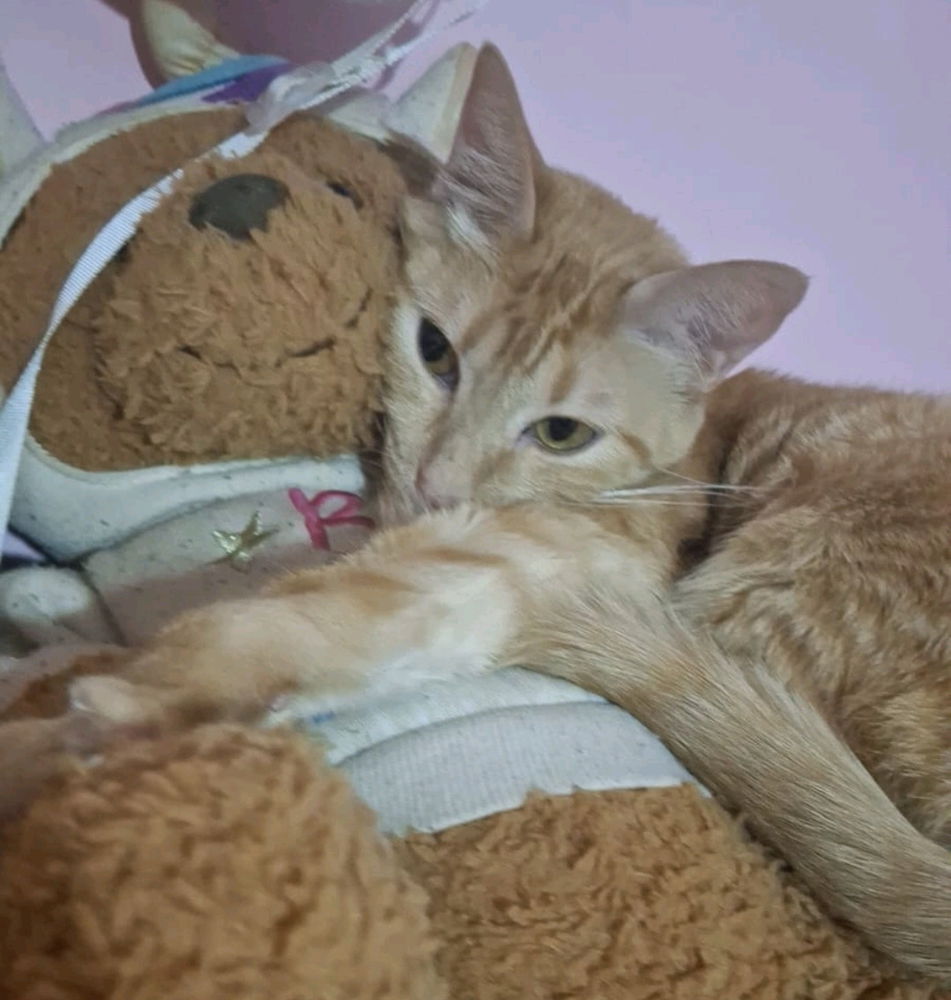 gato