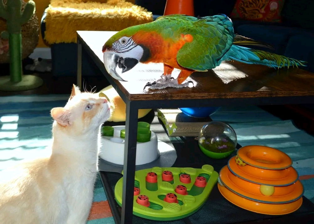 Macaw