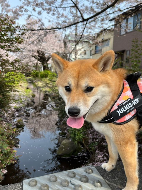 Caminar durante sakura season
