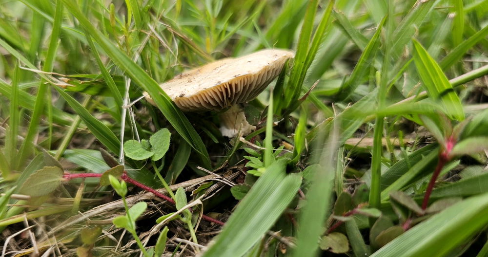 Fungi