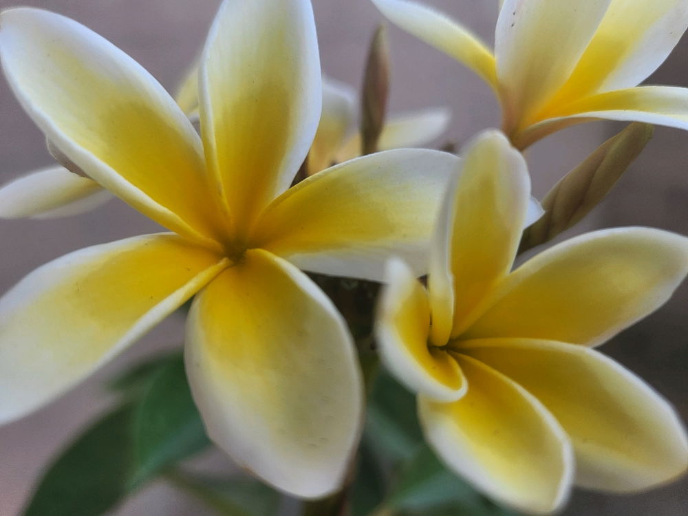 Plumerias