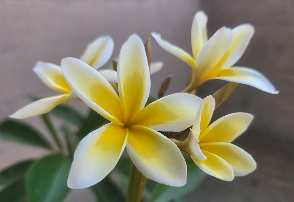 Plumerias