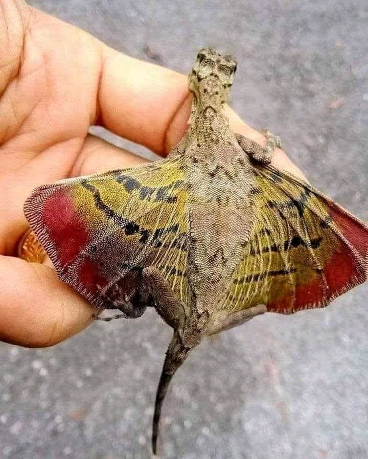 Dragon does exist