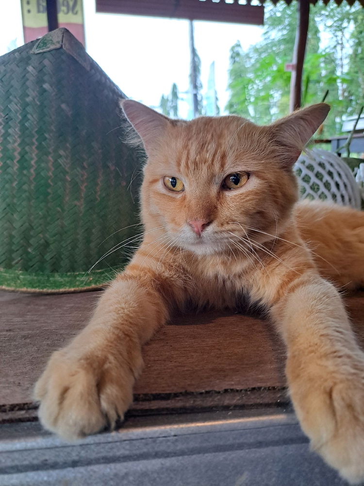 🐈