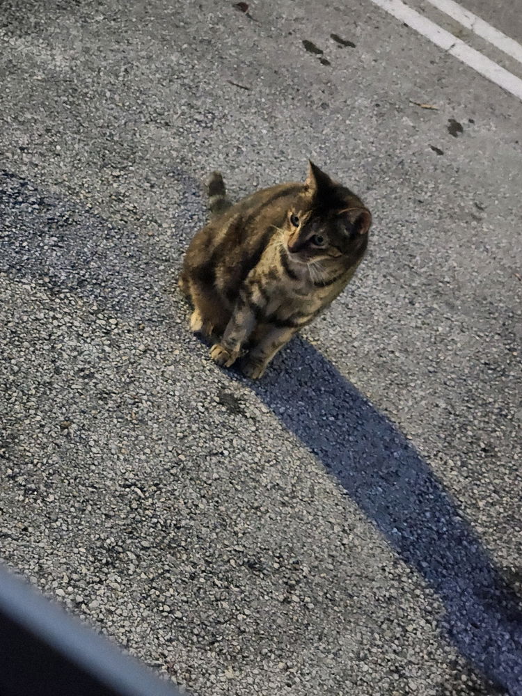 🐱