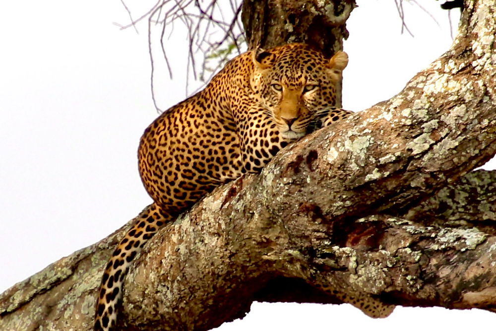 Fotografia de animales