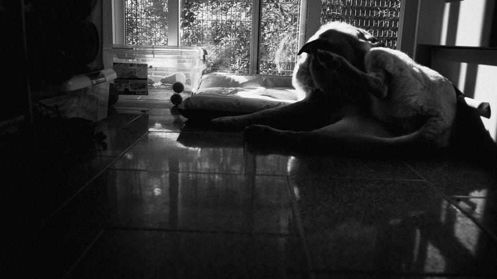 ¿Alguien le interesa la fotografía?
