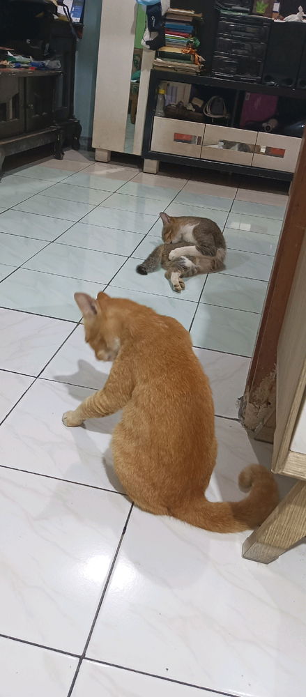 Duo Pemantau