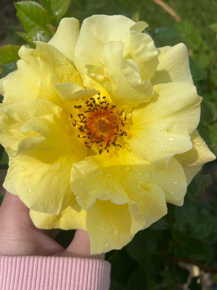 🌸🌺🌼