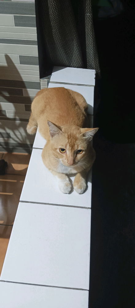 Si Ganteng Melo