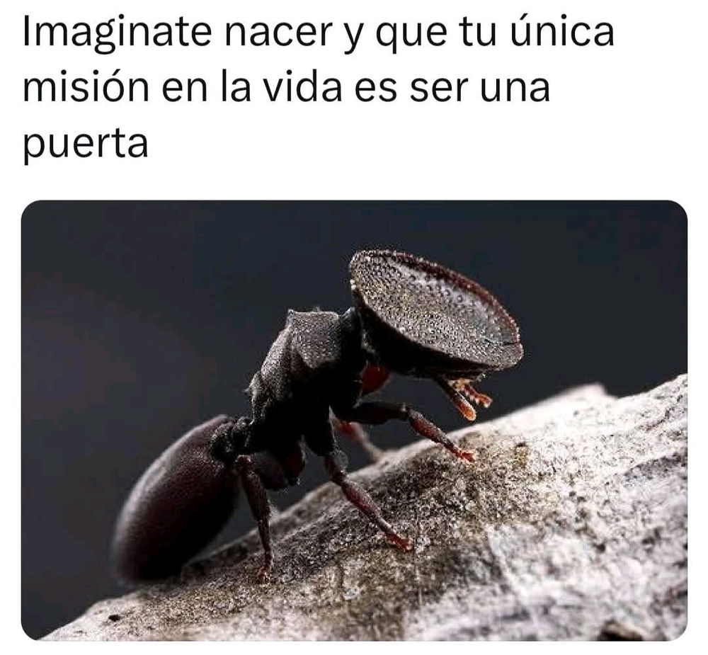 🐜🐢