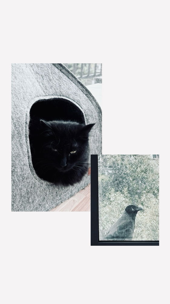 🐈‍⬛🐦‍⬛