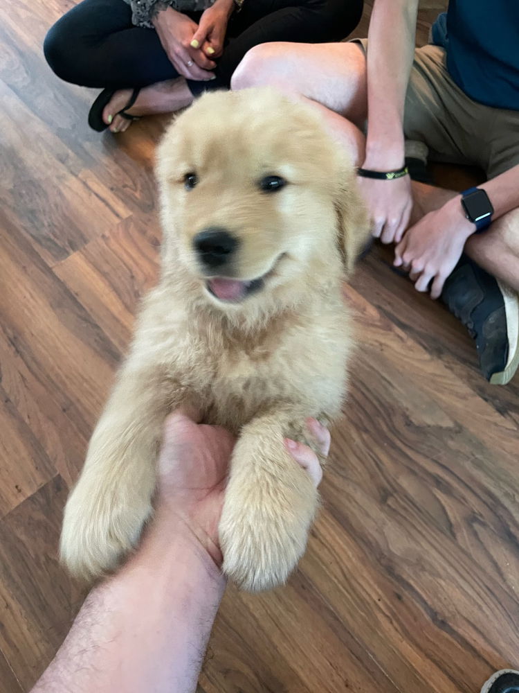 Moose puppy pics