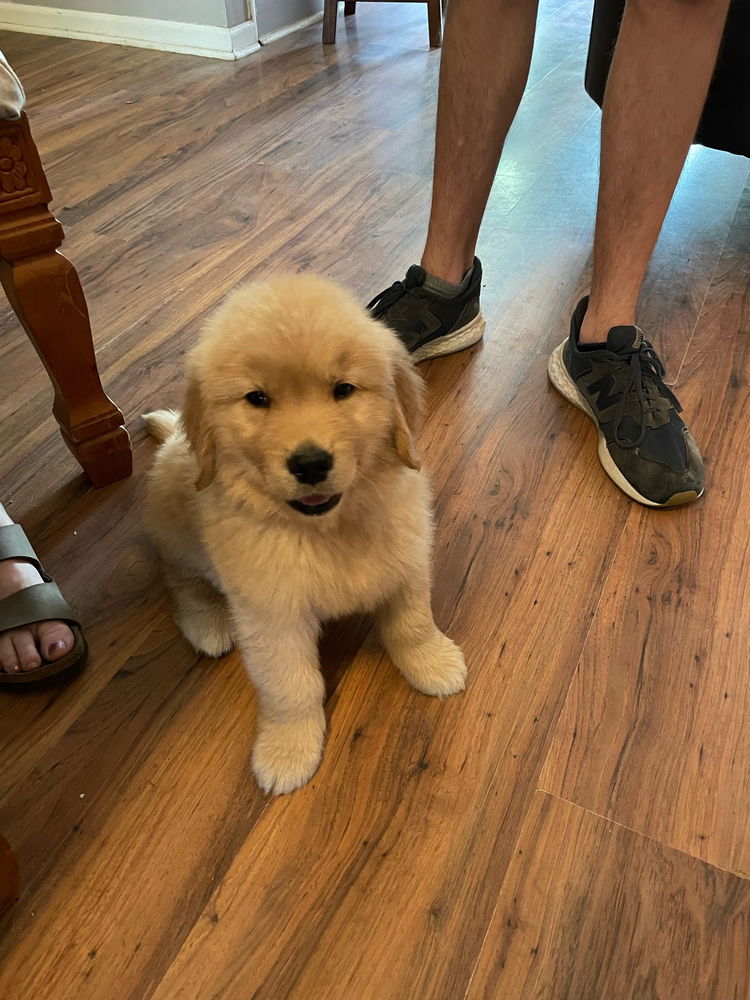 Moose puppy pics