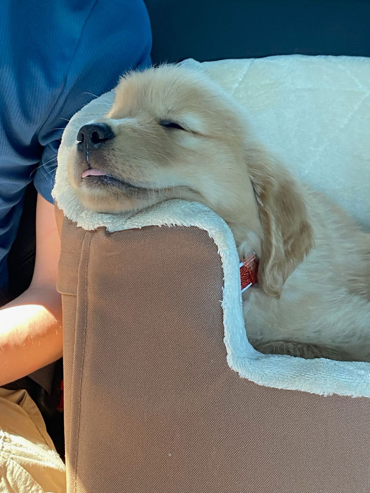 Moose puppy pics