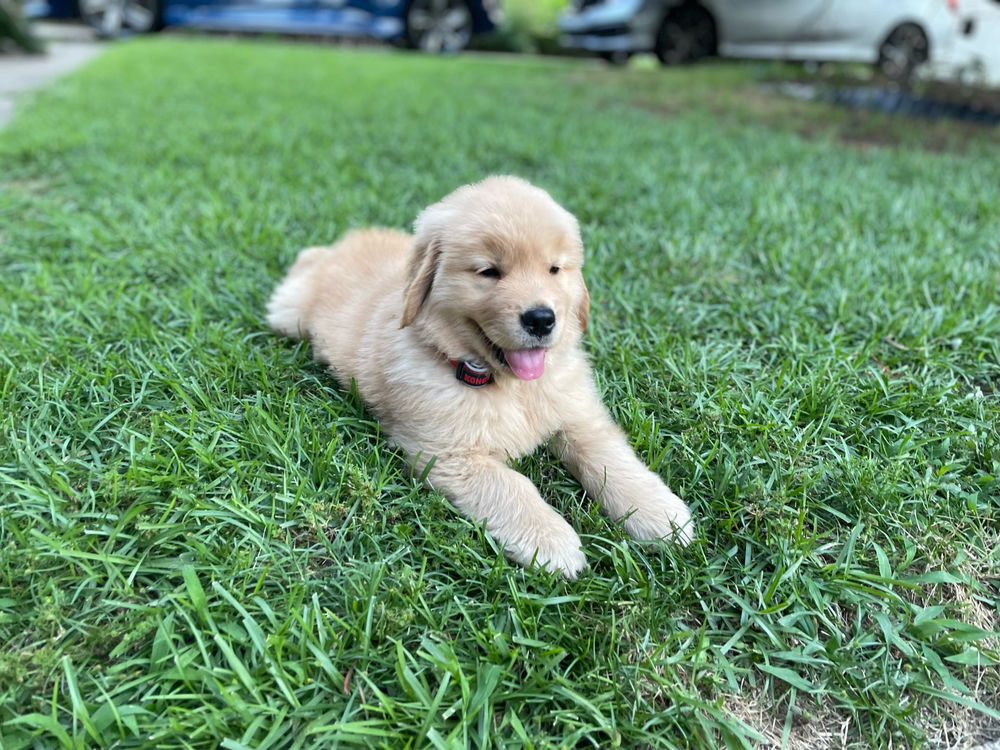 Moose puppy pics