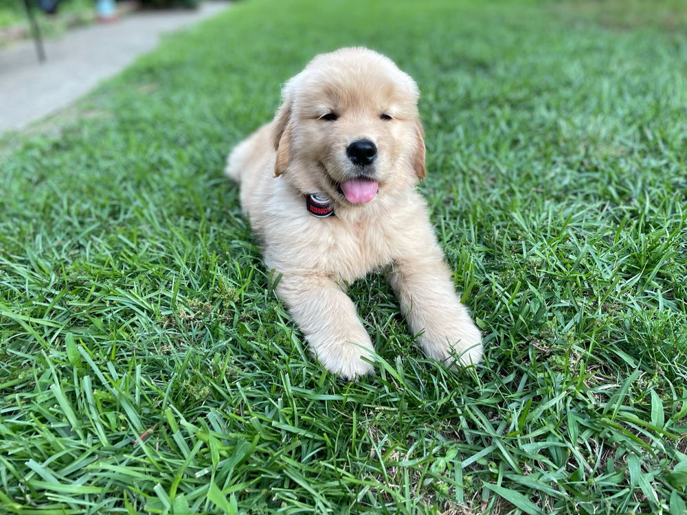 Moose puppy pics