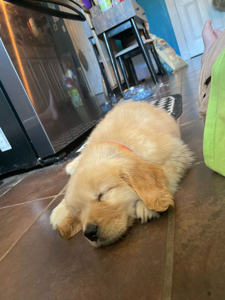 Moose puppy pics