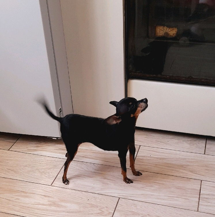 Тендітне чудовисько🐾