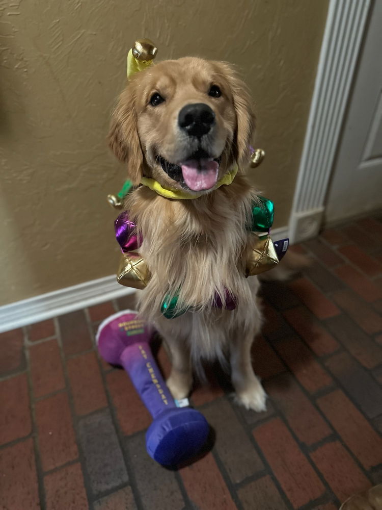 Throw back to moose Mardi Gras outfit for parties