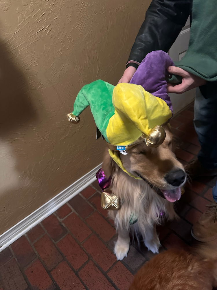 Throw back to moose Mardi Gras outfit for parties