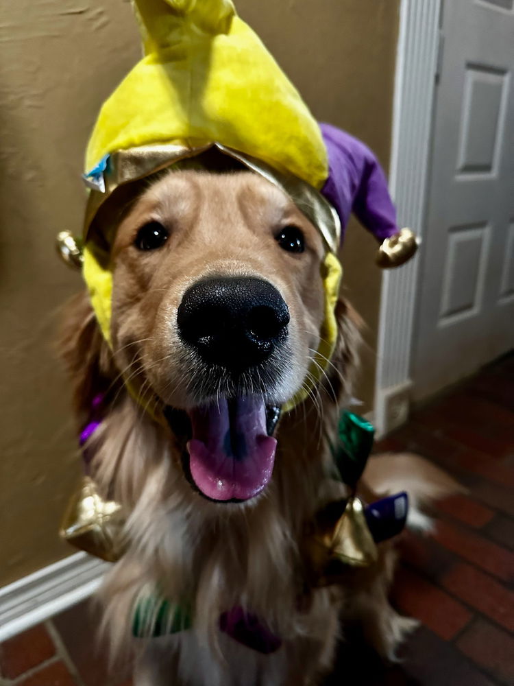 Throw back to moose Mardi Gras outfit for parties