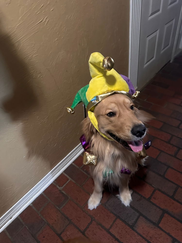 Throw back to moose Mardi Gras outfit for parties