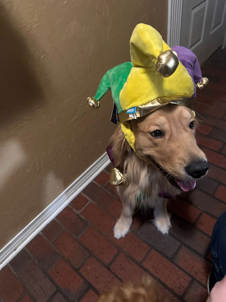 Throw back to moose Mardi Gras outfit for parties