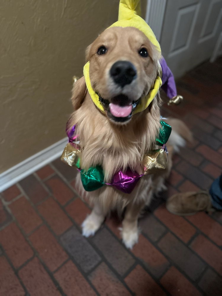 Throw back to moose Mardi Gras outfit for parties