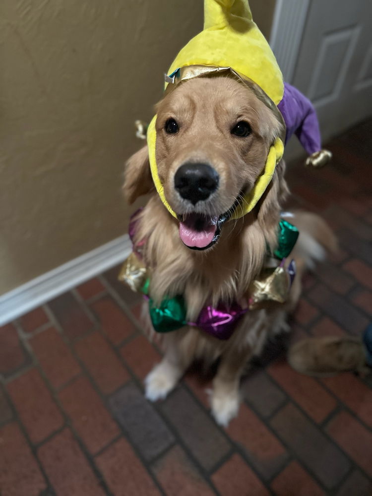 Throw back to moose Mardi Gras outfit for parties
