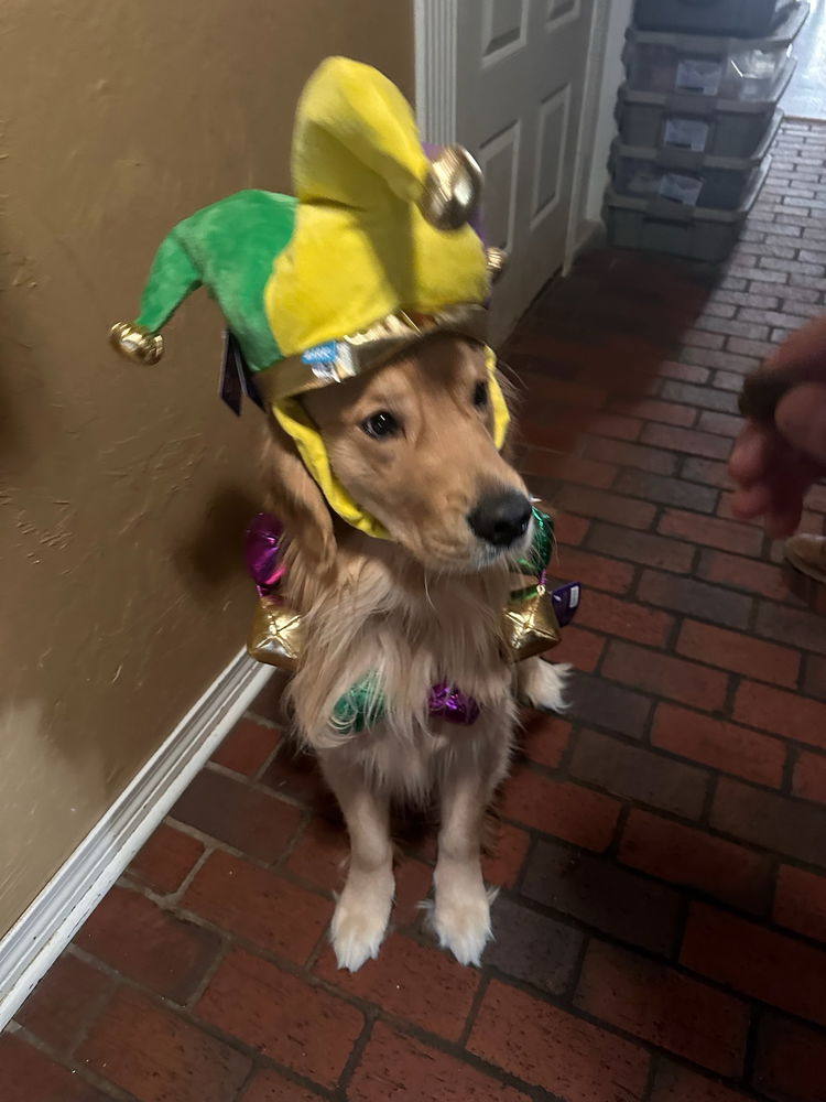 Throw back to moose Mardi Gras outfit for parties