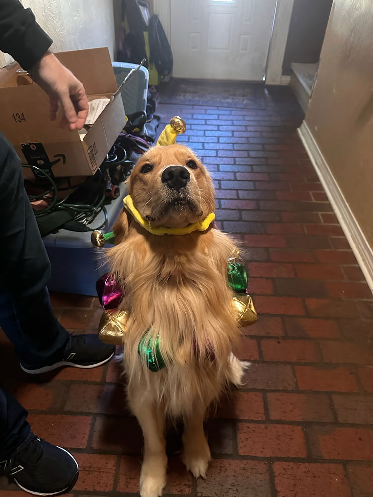 Throw back to moose Mardi Gras outfit for parties