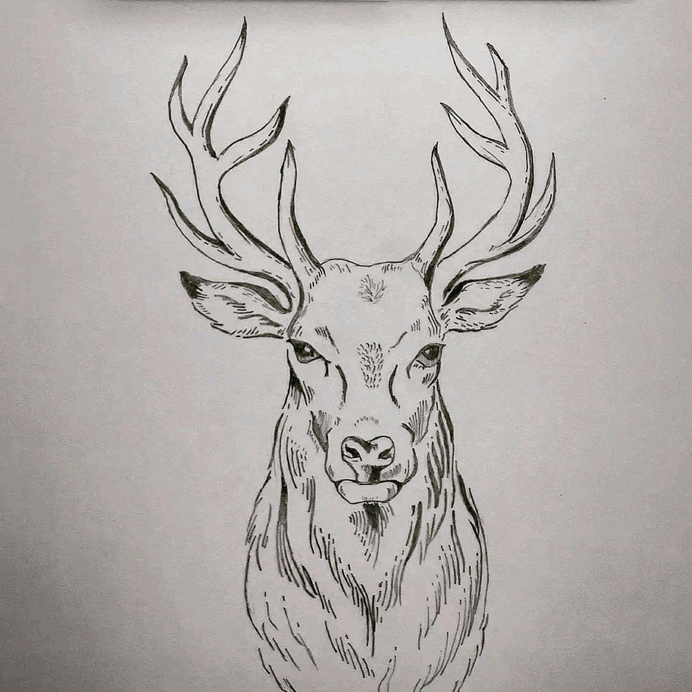 Oh Deer!