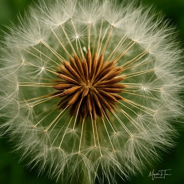 Dandy