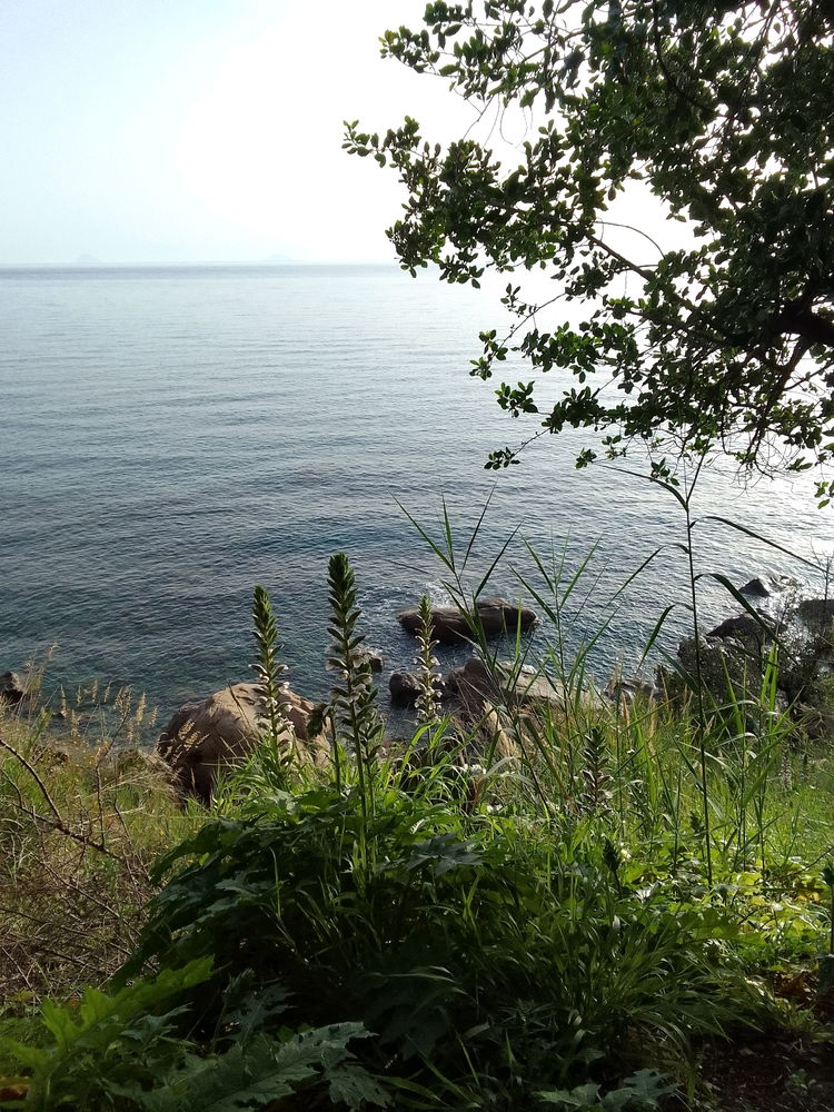 Un bosco sul mare