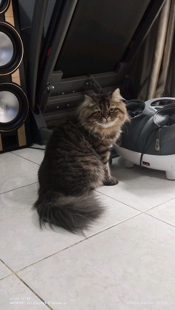 Miss my cat😭😭