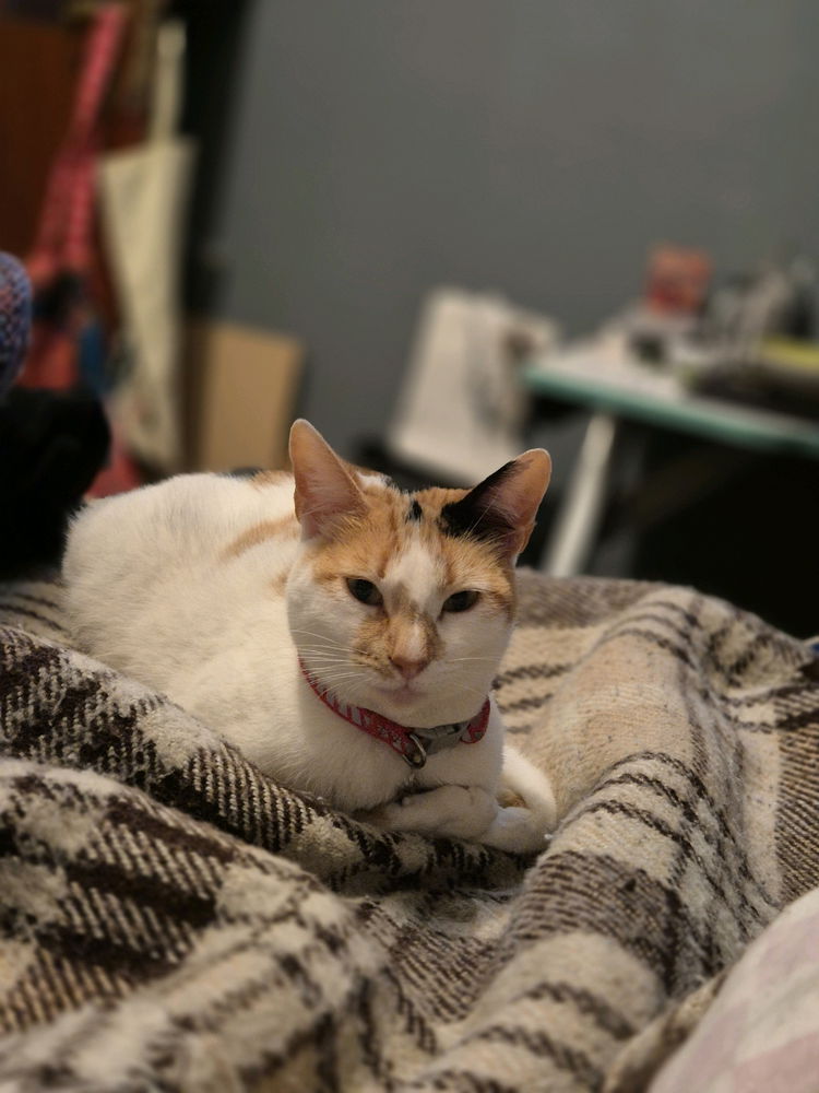 Soju💕