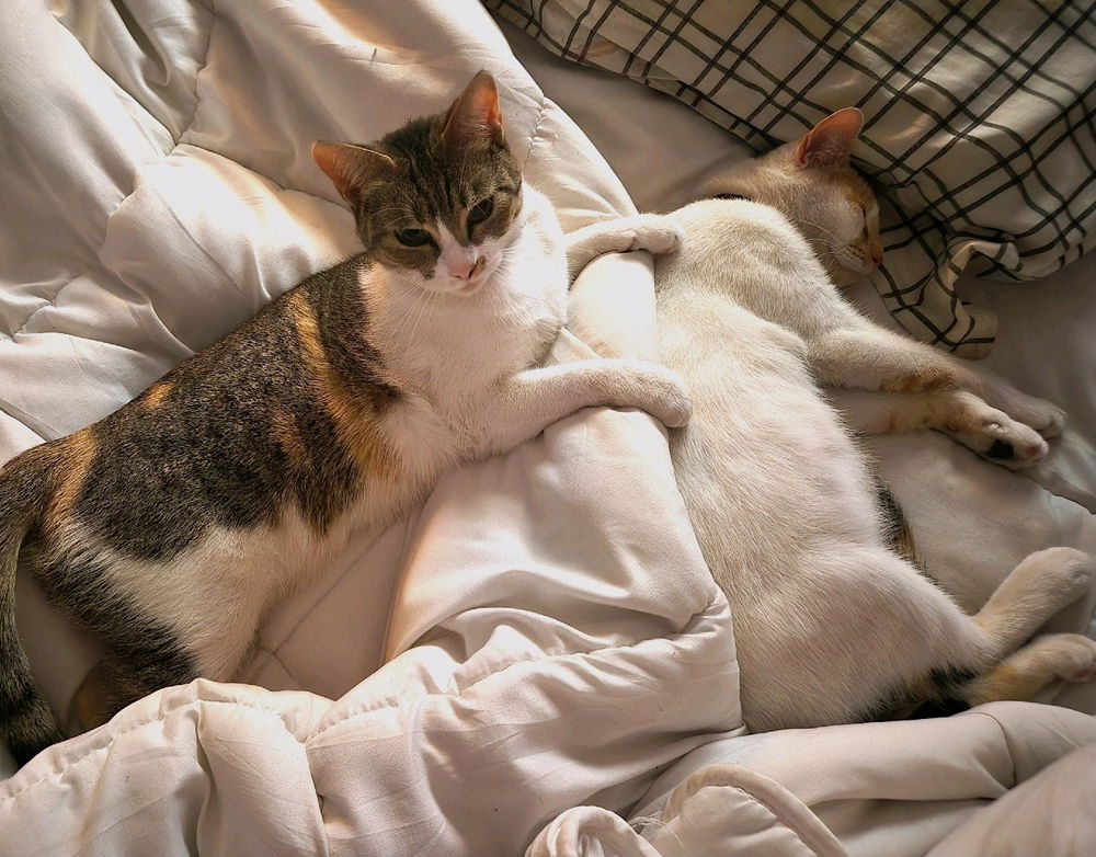 Artemisa y soju🌸